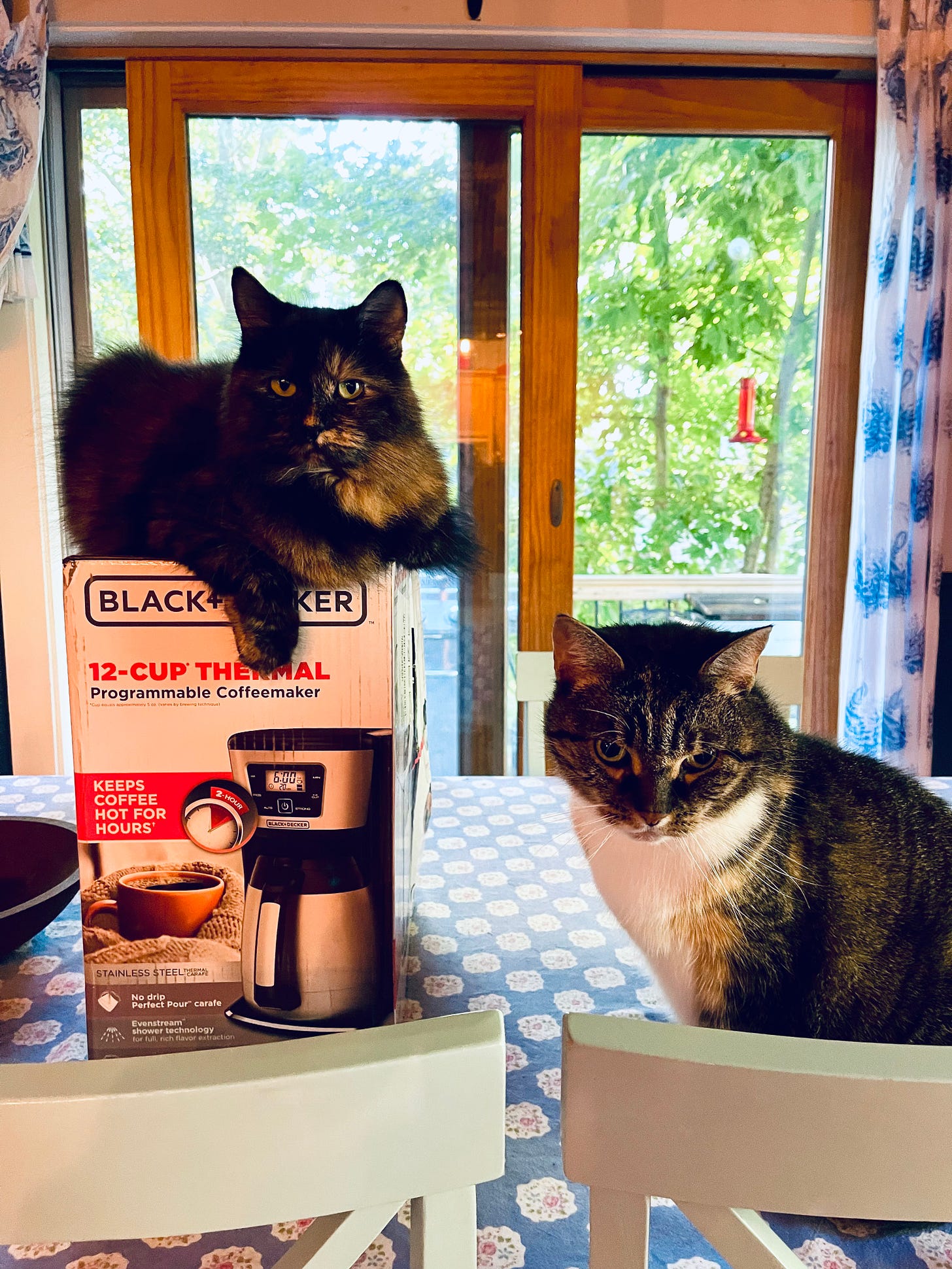 Two cats on a table. One is sitting on a coffee maker box
