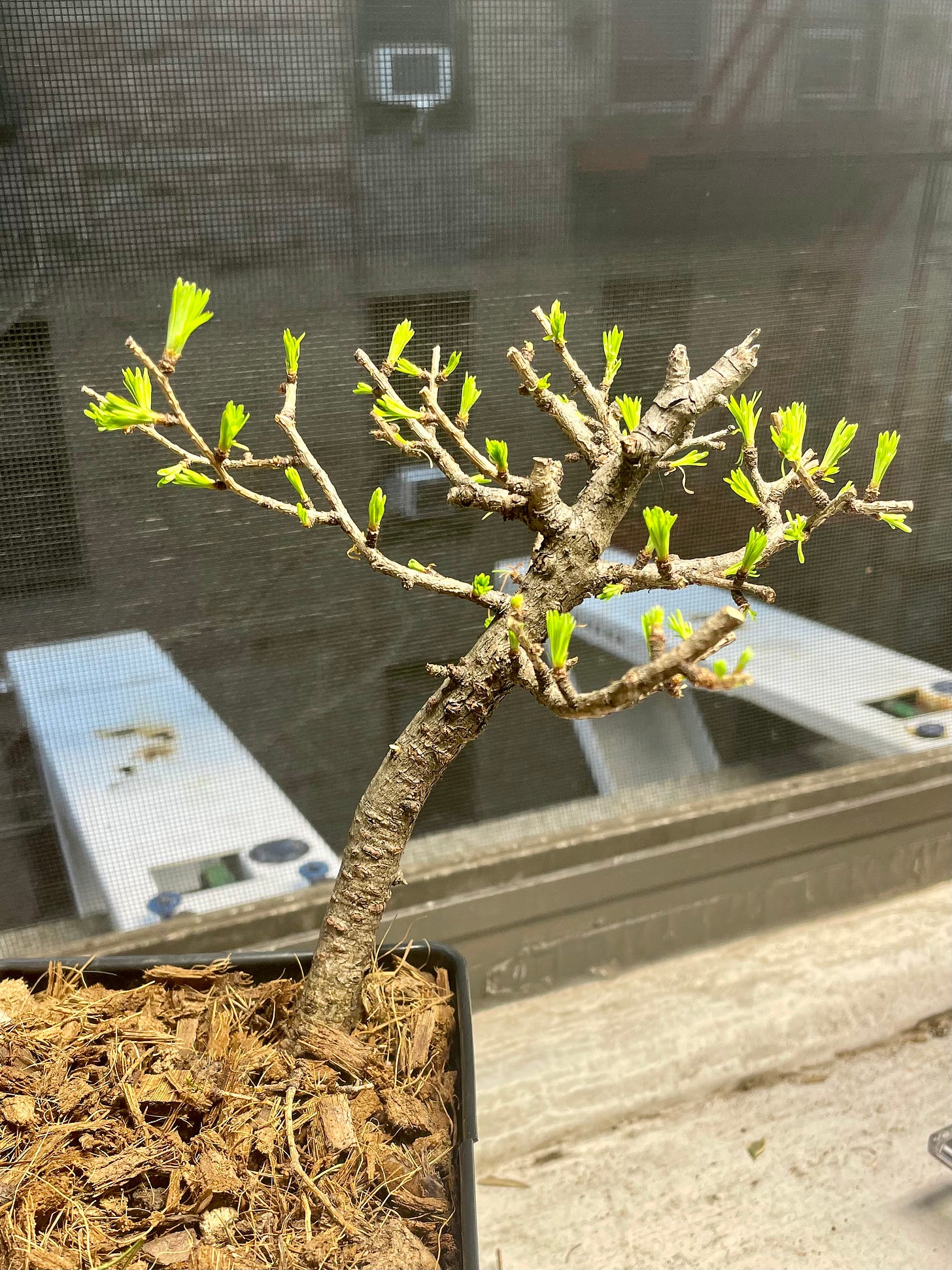 ID: Newly pruned tree viewed from the side