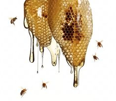 Dripping honey combs surrounded by honey bees #honeybee #honeycomb #photography