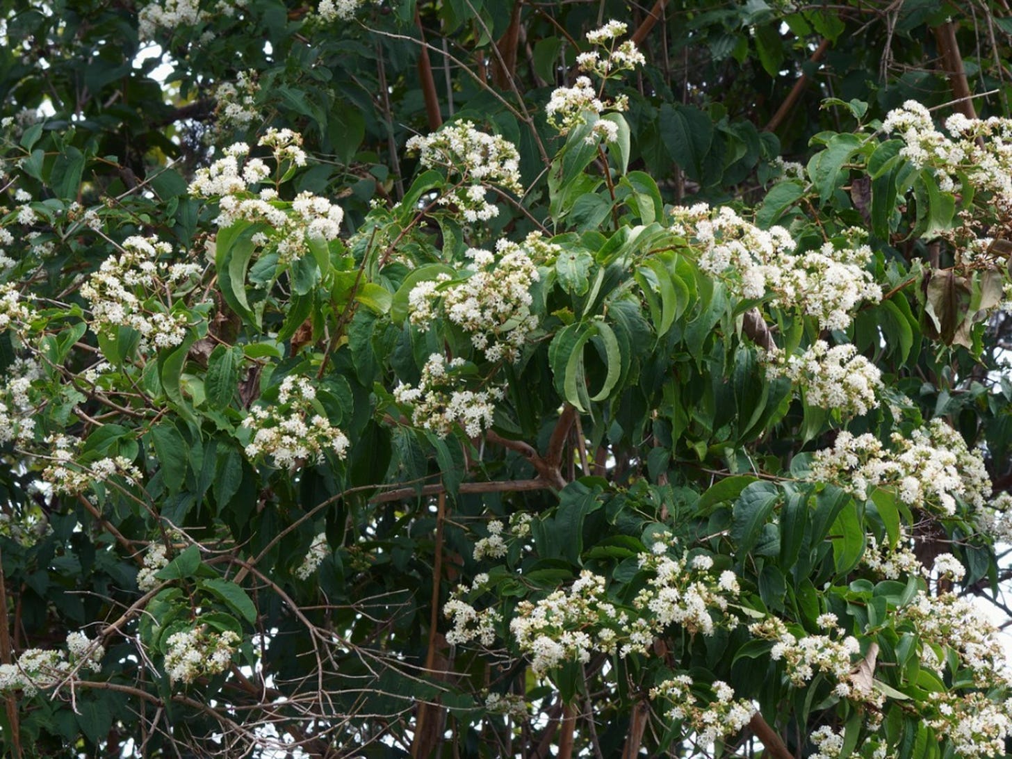 Heptacodium Seven Son Care: Tips For Growing Seven Son Trees