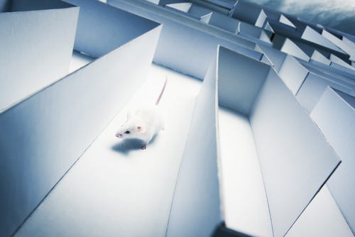 White mouse running through a vast maze