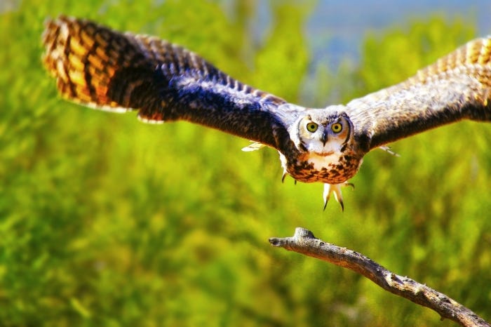 Owl in flight