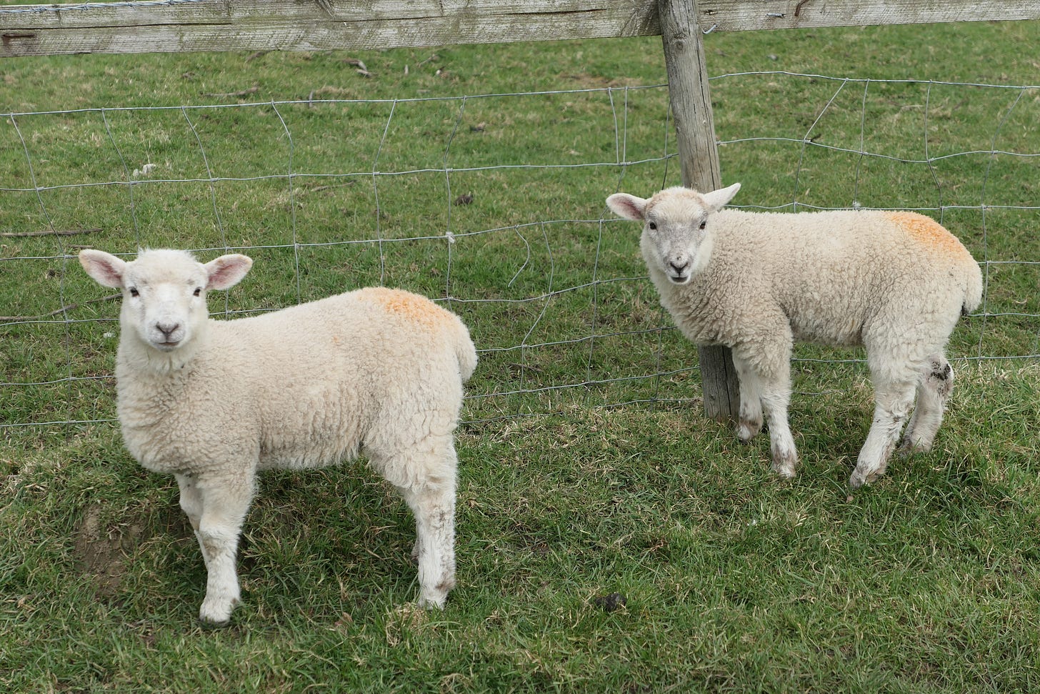 Lambs in Wolfhampcote earlier this year (c) South Rugby News