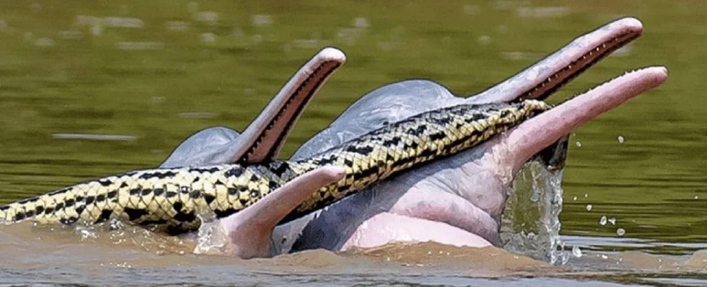 Delfines con anaconda