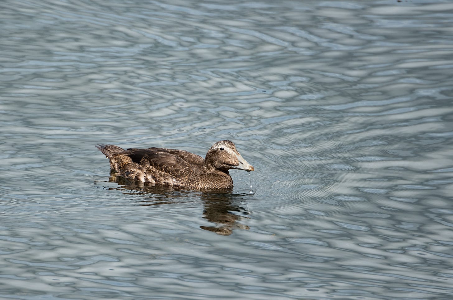 Photo of a juvenile eider duck with water dripping from its beak, photographed by Rhiannon Law