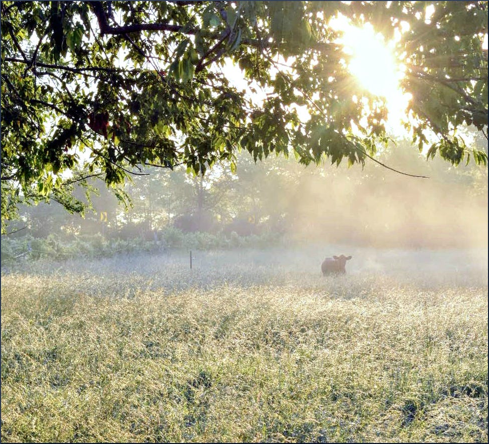 Photo of a cow standing in a field at sunrise.