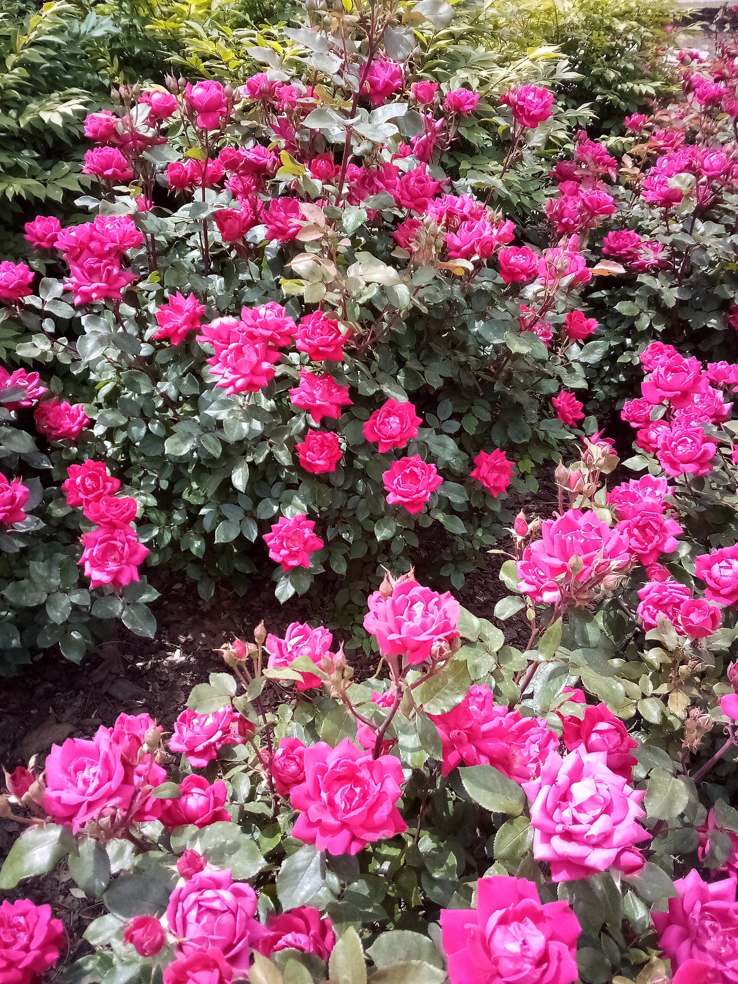 Scarlet roses in bloom.