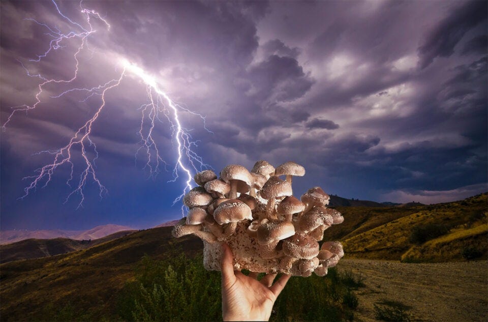 Mushrooms Thrive And Multiply When Lightning Strikes Nearby