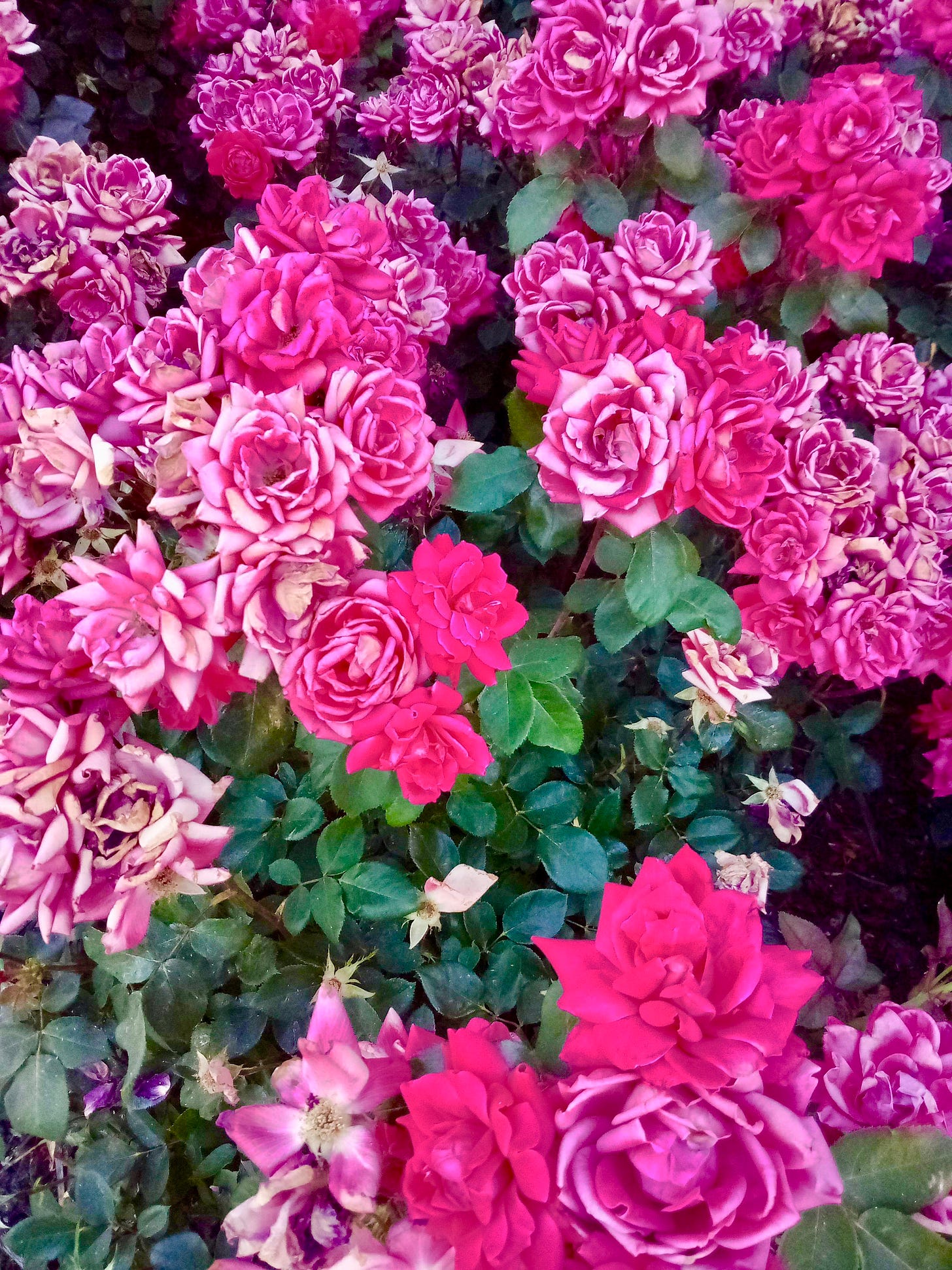 Magenta roses, some fading