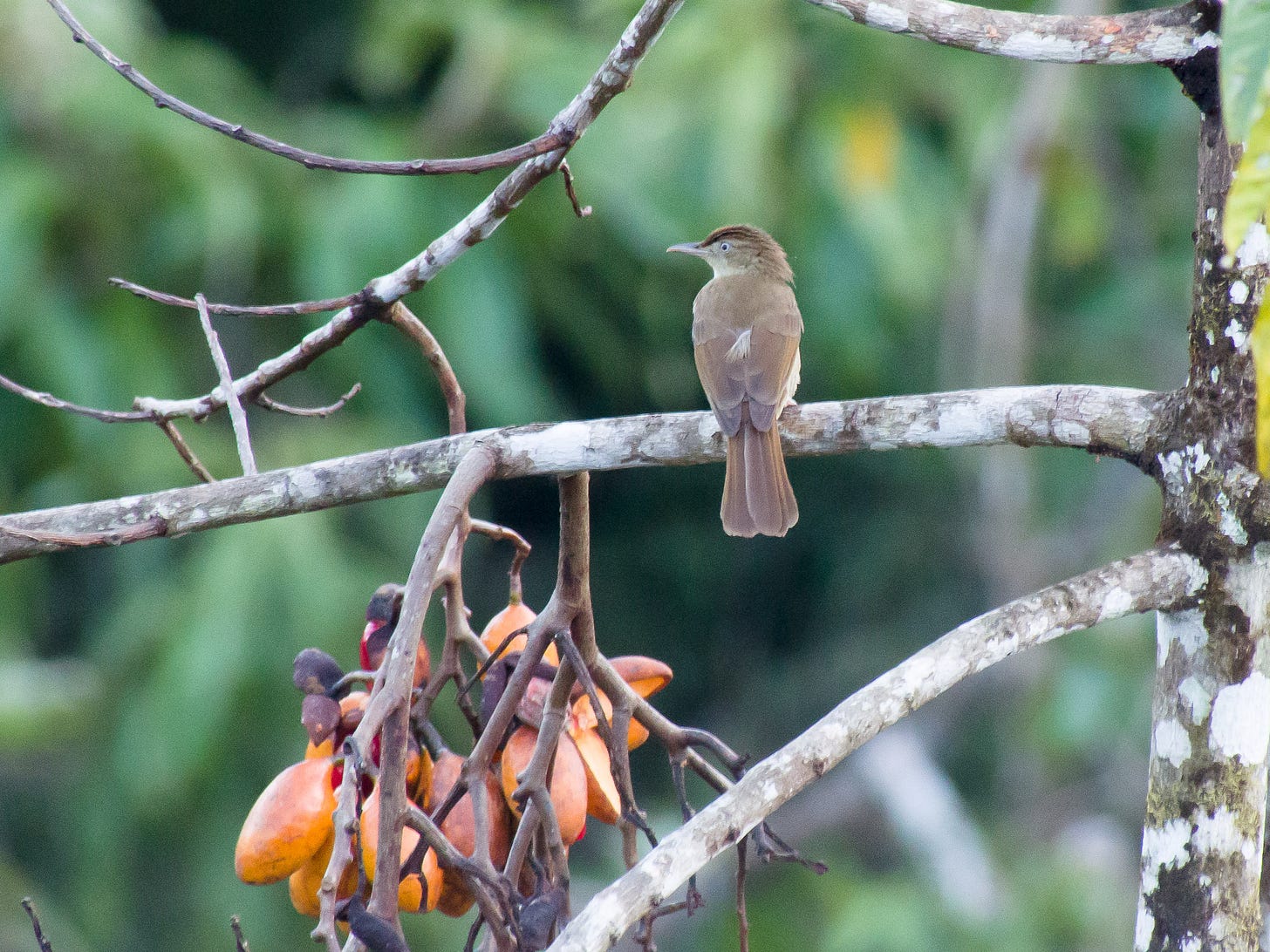 Charlotte's bulbul - Wikipedia