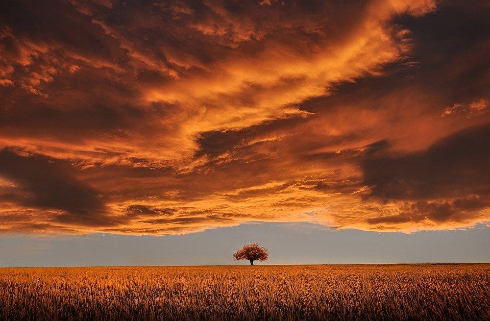 Tree, Field, Sunset, Clouds, Sky, Horizon, Single Tree
