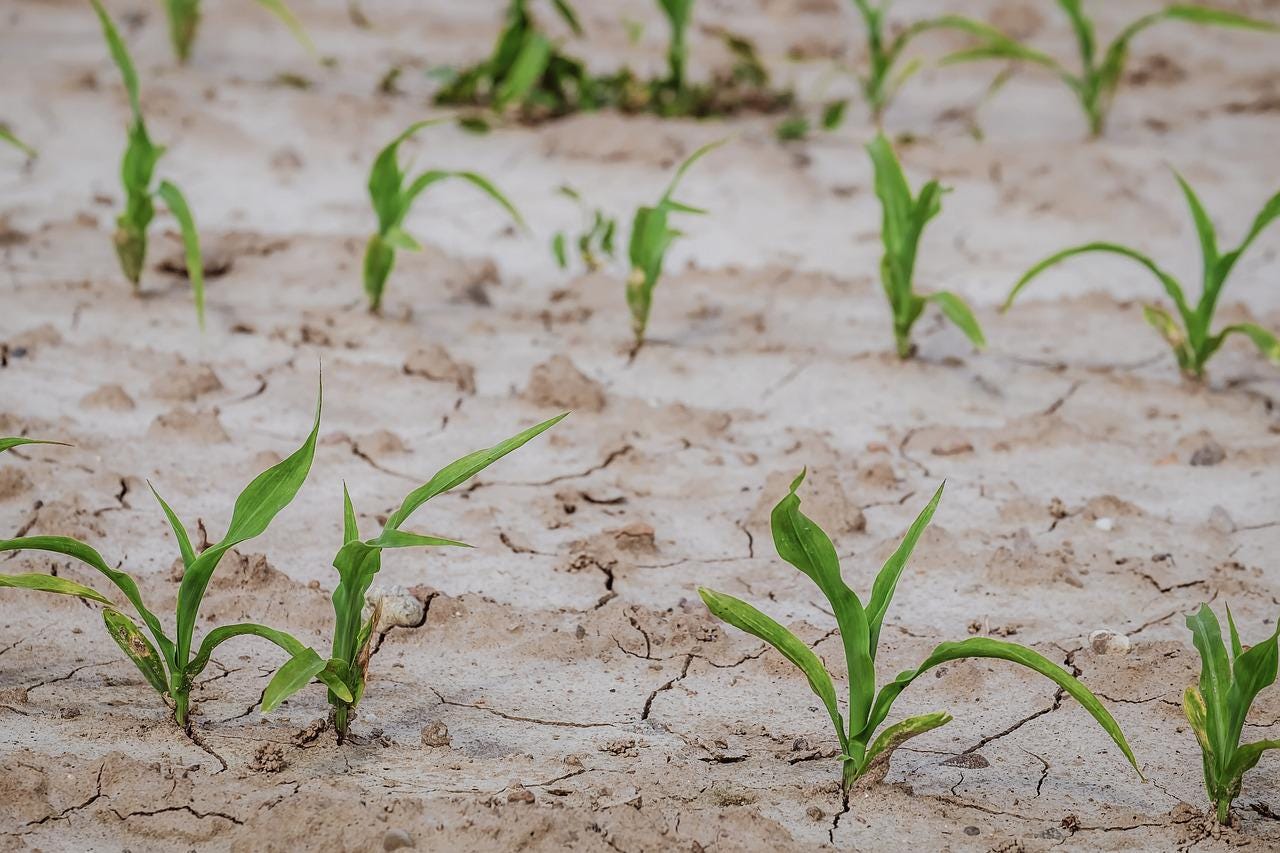 Corn field in drought. Image credit: Pixabay