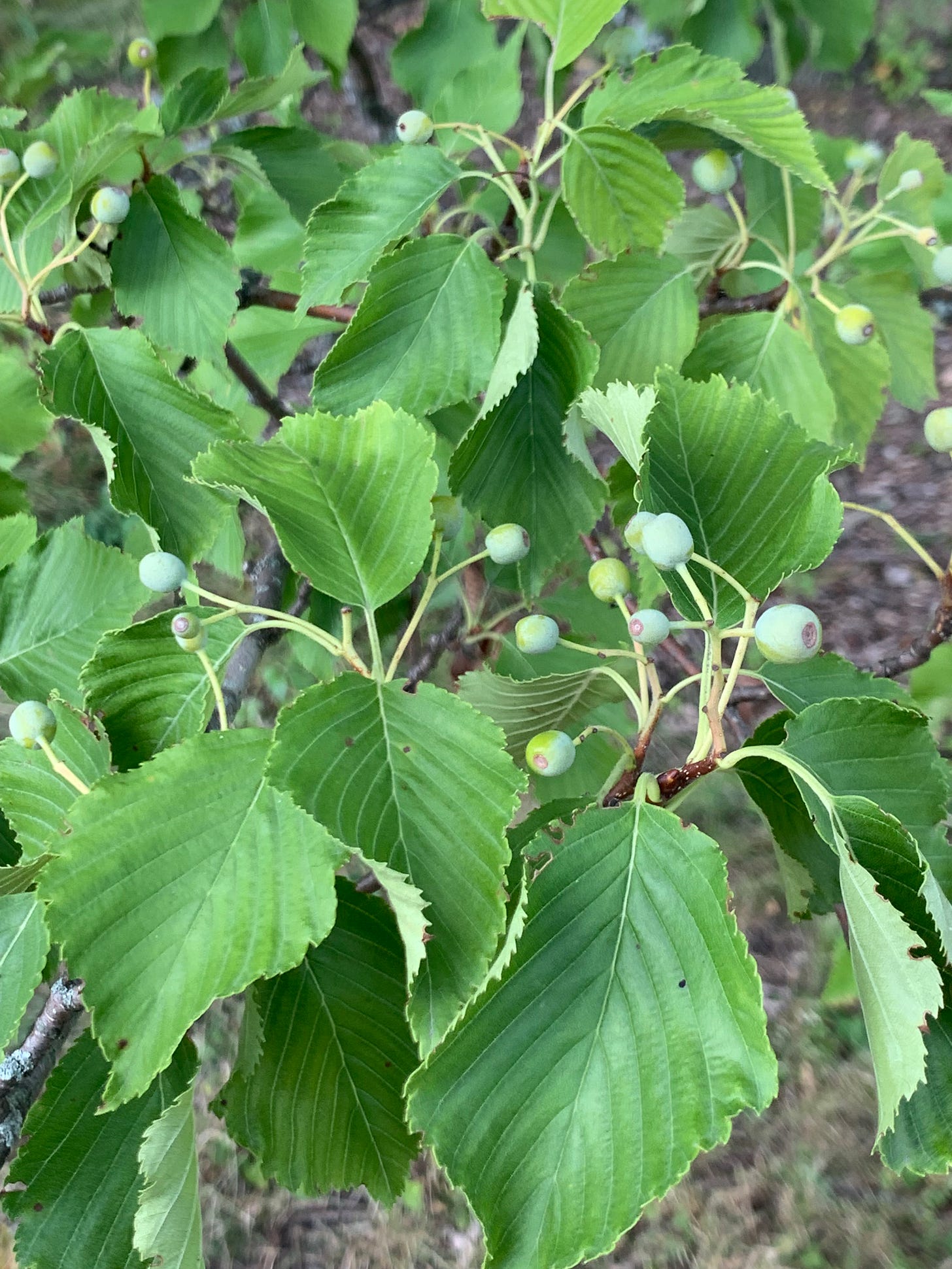 Green leaves with grey/green/white berries at the end of long skinny branches.