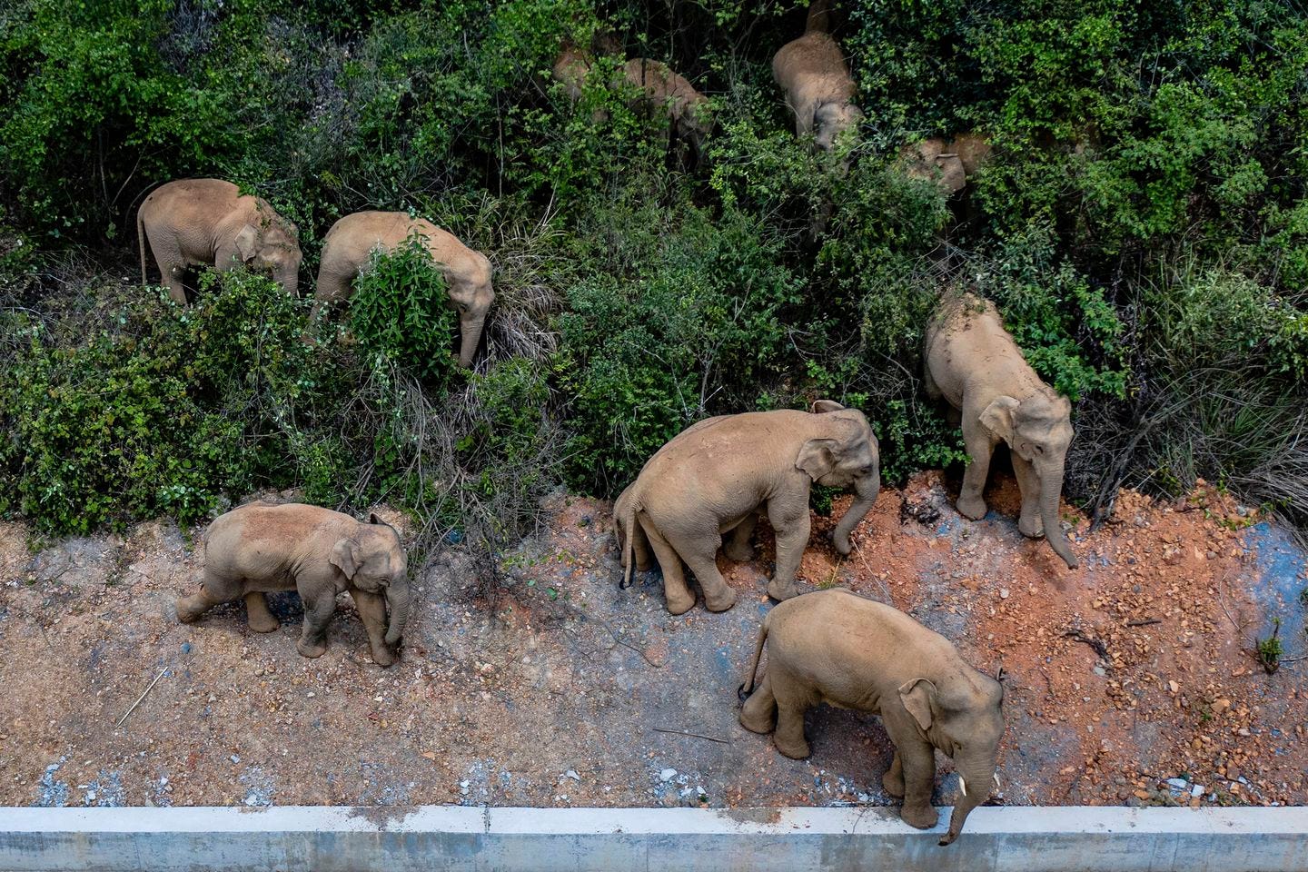 A herd of wild Asian elephants stands in E'shan county in southwestern China's Yunnan Province. A herd of 15 wild elephants that walked 500 kilometers (300 miles) from a nature reserve in China's mountain southwest were approaching the major city of Kunming on Wednesday as authorities rushed to try to keep them out of populated areas.