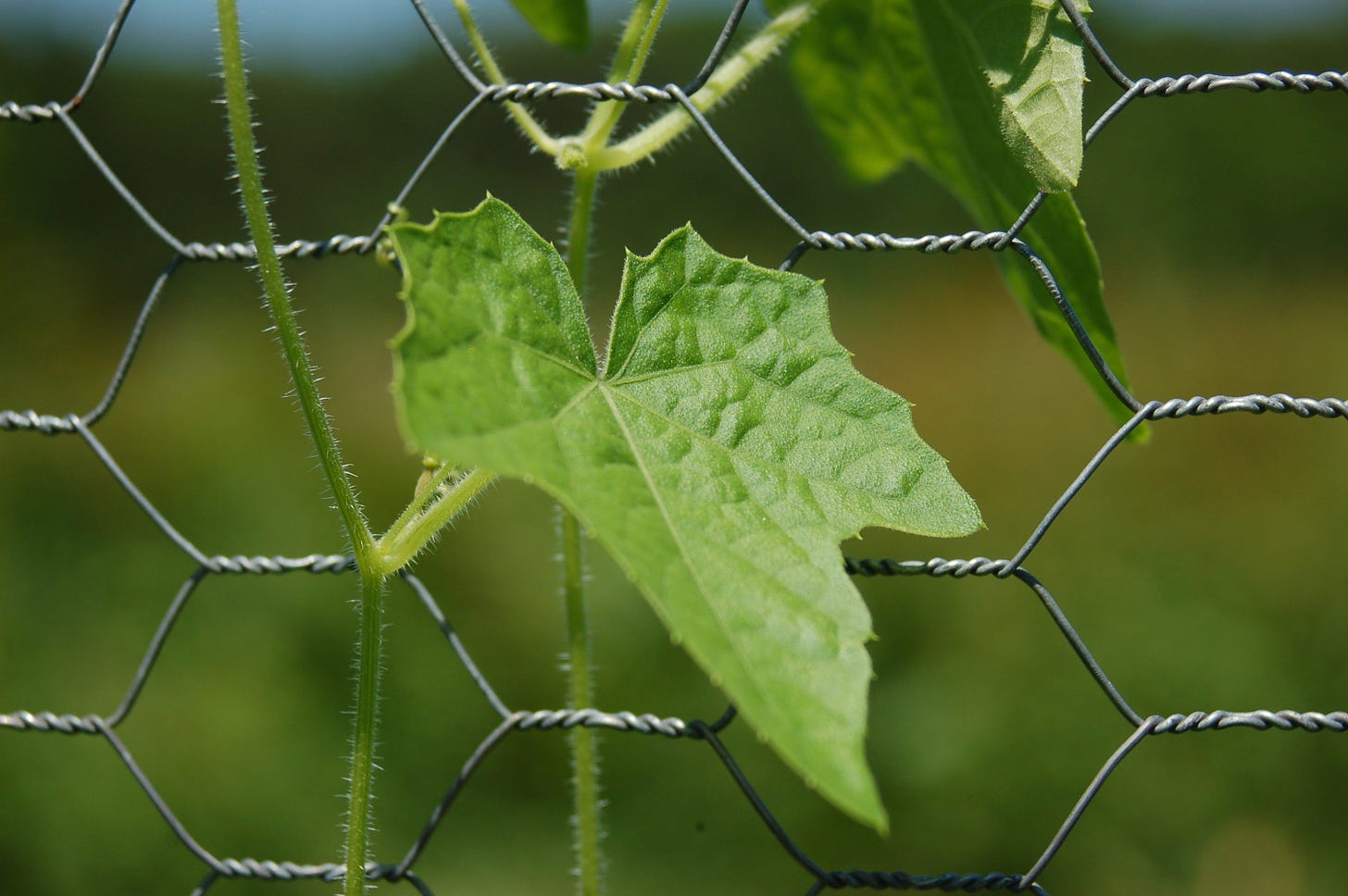 green leaf poking through chicken wire