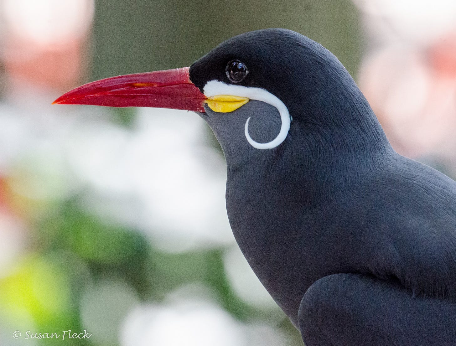 Inca Tern