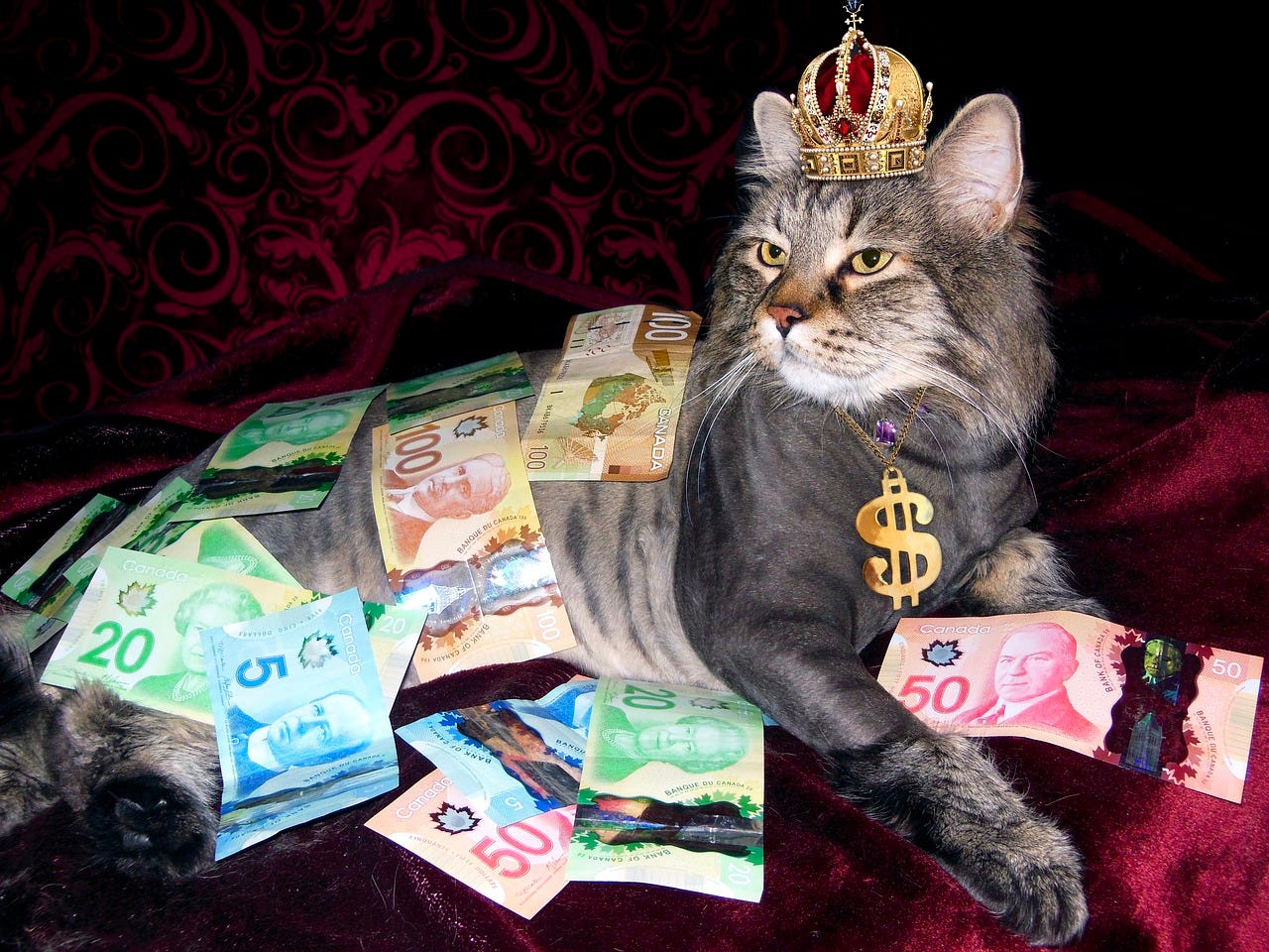 Handsome cat covered in colourful Canadian money. Unfortunately it is neither my cat nor my money. Photo from Pixabay.