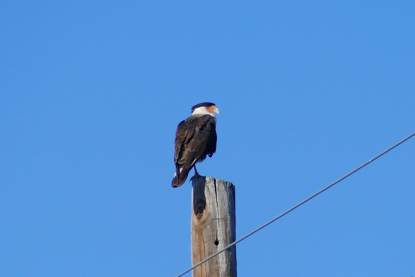 Caracara on a telephone pole against the background of a clear blue sky