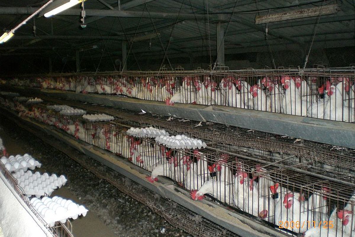 Cage-free eggs: Washington law bans small cages for egg-laying hens - Vox