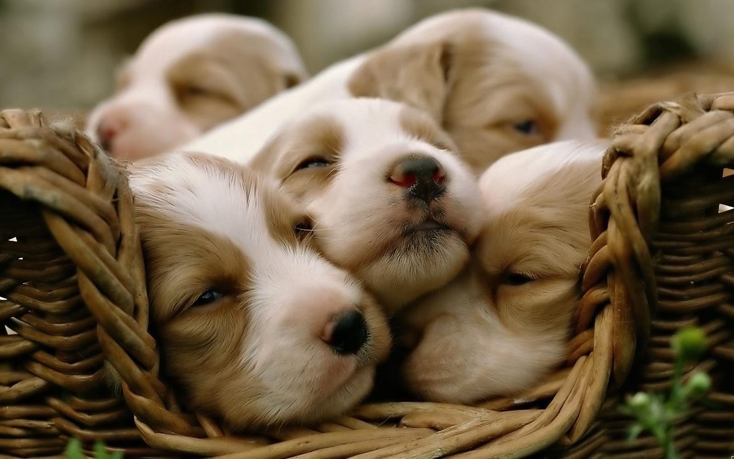 Activating Thoughts: Cute Puppies