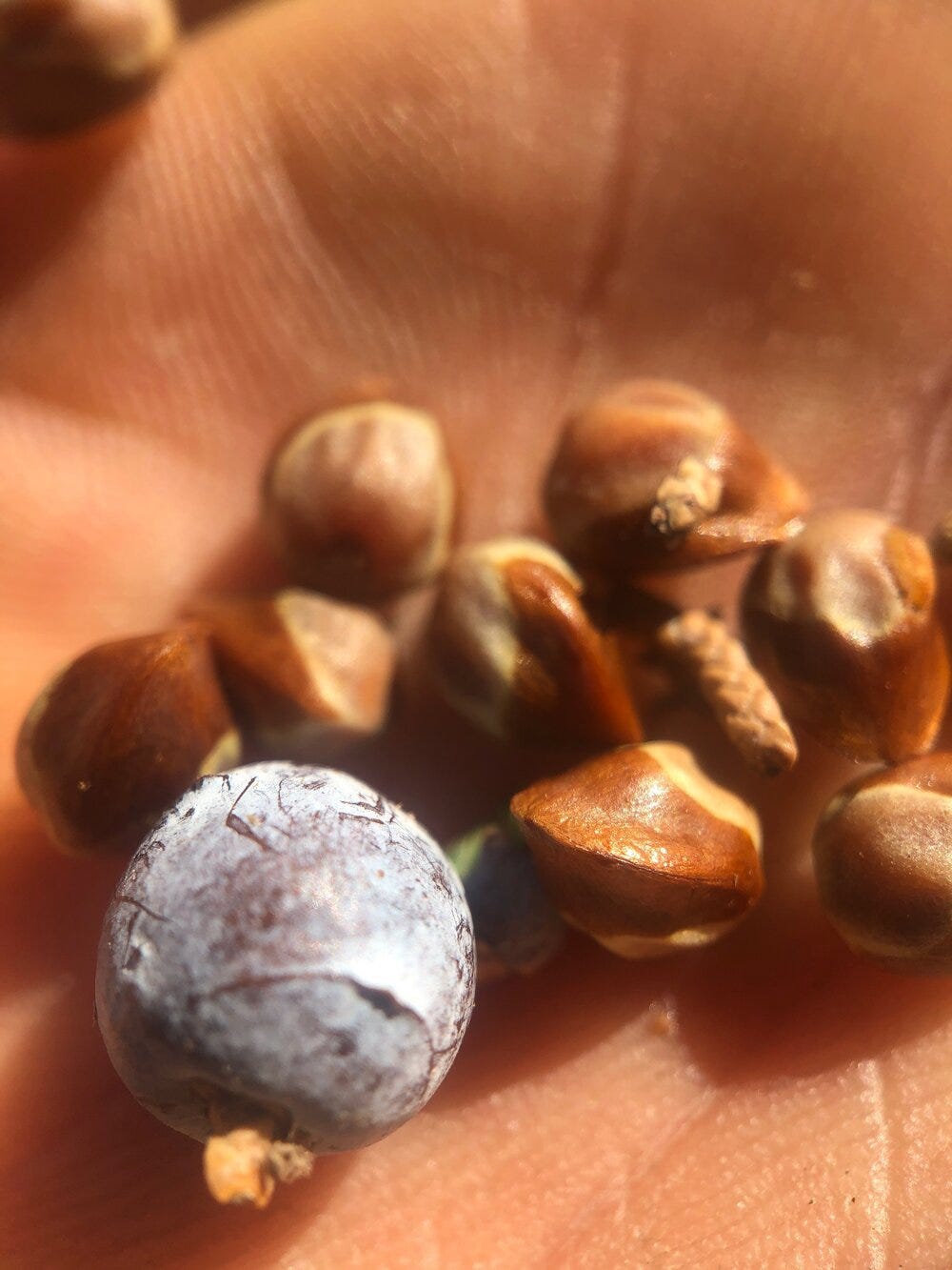 Macro shot of Juniper berry and seed