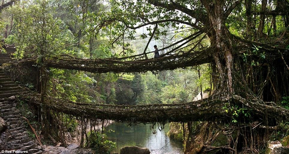 living bridge 1