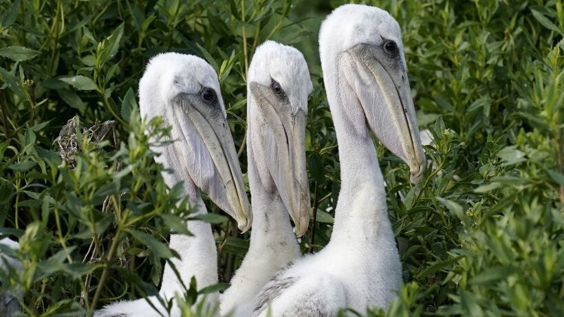 Young brown pelicans in their nest on Raccoon Island, a Gulf of Mexico barrier island that is a nesting ground for birds in Chauvin, La.