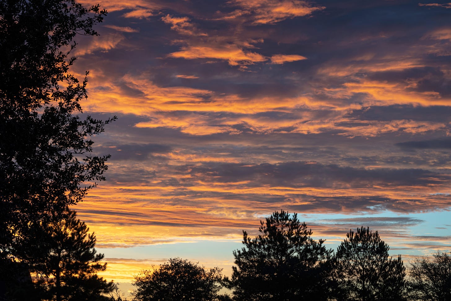 Sunrise with blue skies between layers of yellow, orange and grey clouds; trees frame the the scene on the left and on the horizon 