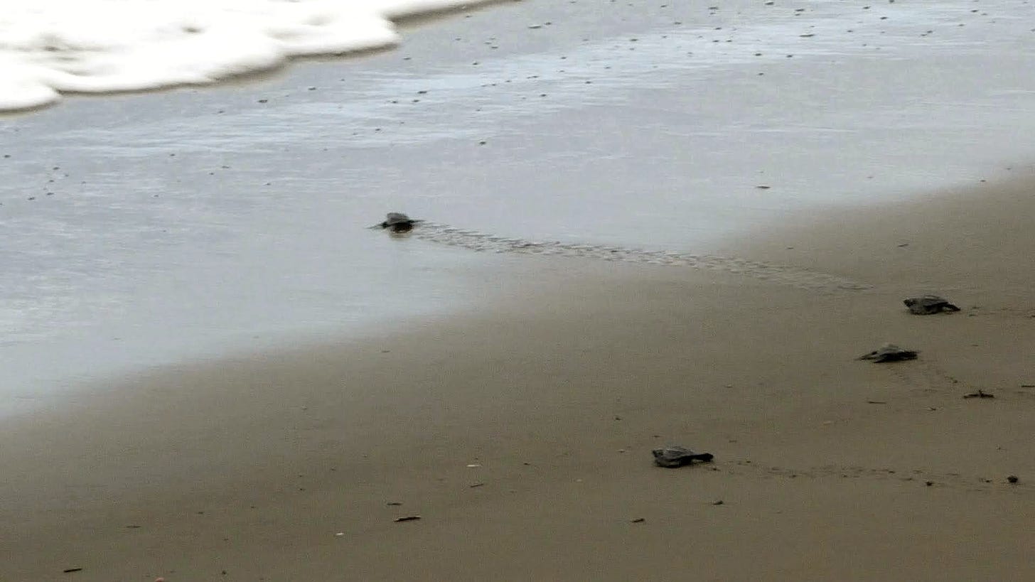  4 baby turtles crawling toward a wave that is coming in on Playa Junquillal.