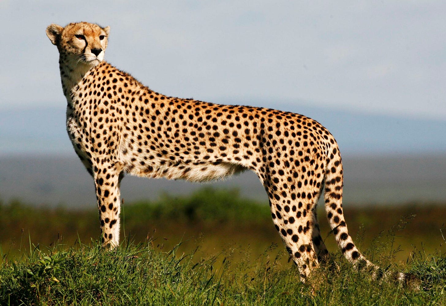 Cheetah | The Parody Wiki | Fandom