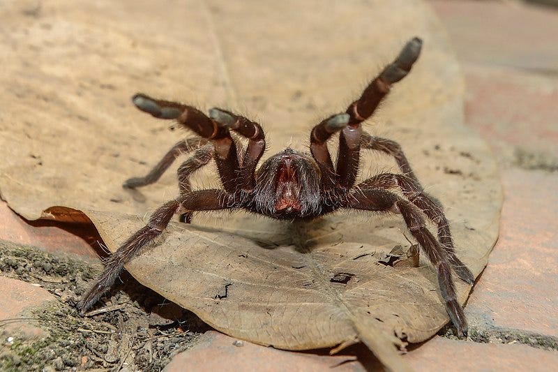 File:Poisonous spider.jpg