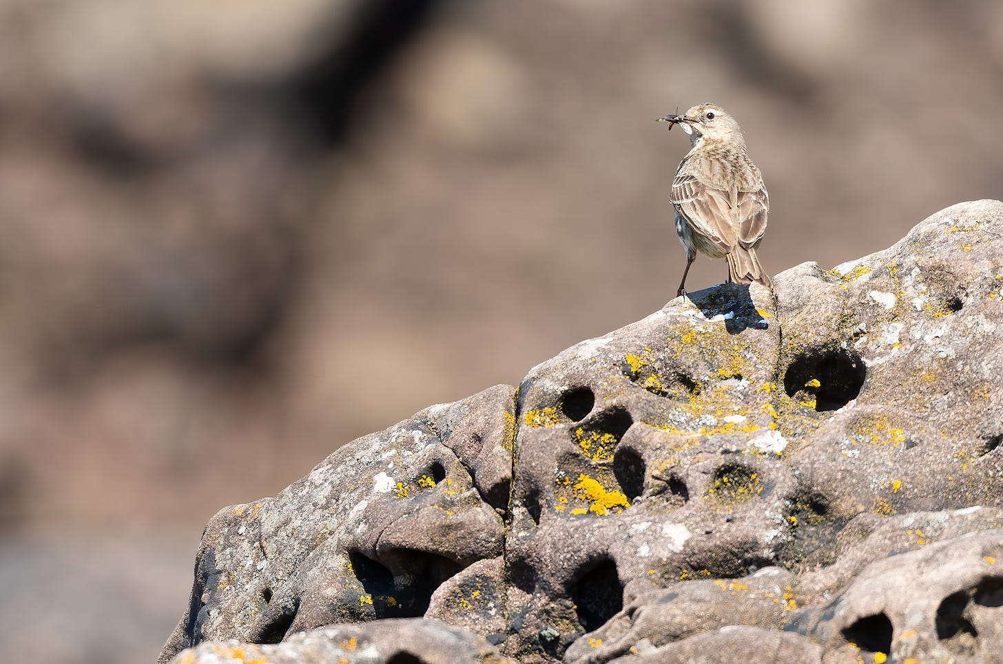 Rock pipit perched on a rock with invertebrates in its beak, photographed by Rhiannon Law