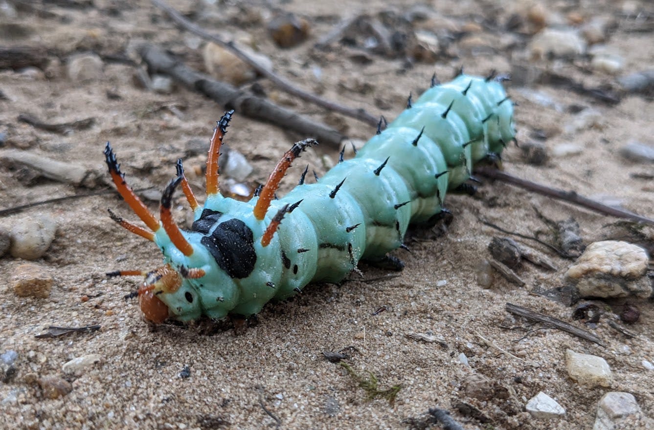 Hickory Horned Devel caterpillar. It is fat and green, with 8 large orange spikes coming out of its body near its head, and smaller black spikes on each body segment.