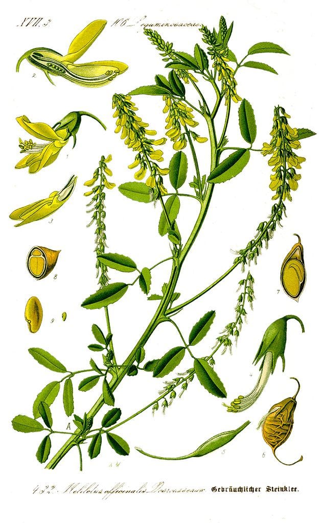 File:Illustration Melilotus officinalis1.jpg - Wikimedia Commons