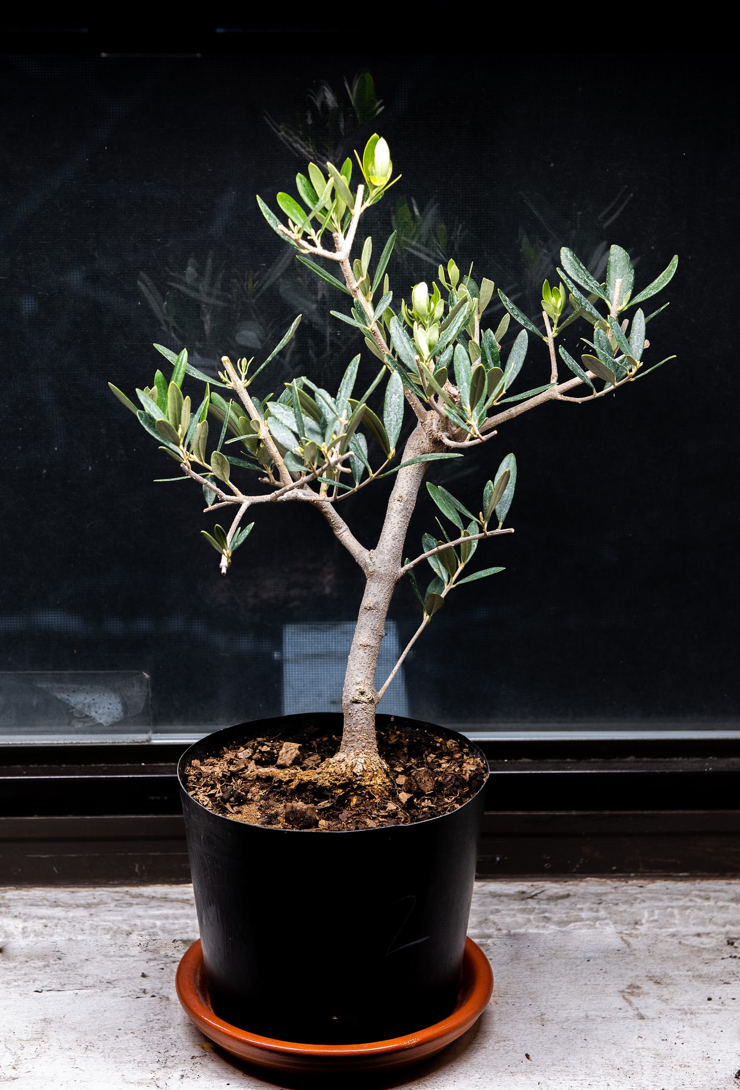 ID: Olive pre bonsai tree on my windowsill under bright light.