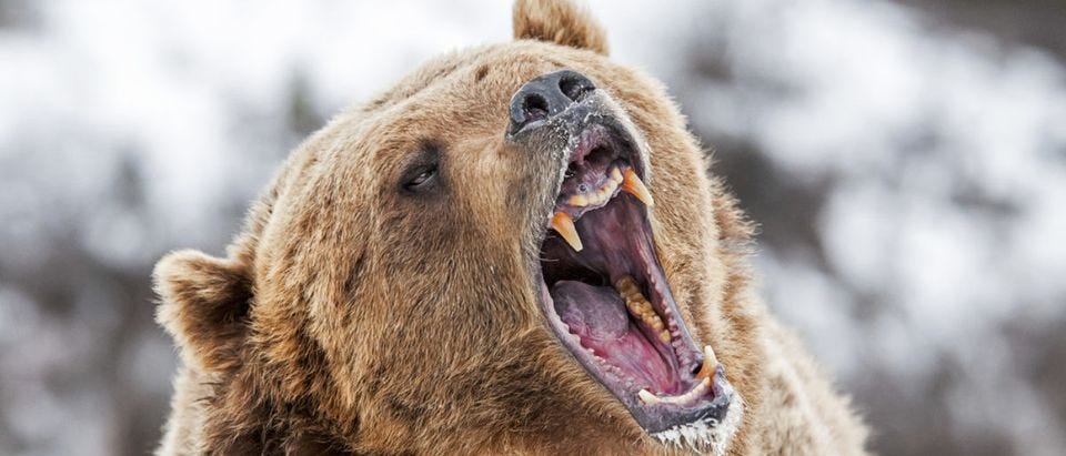 Grizzly Roaring a Warning (SHUTTERSTOCK: By Scott E Read)
