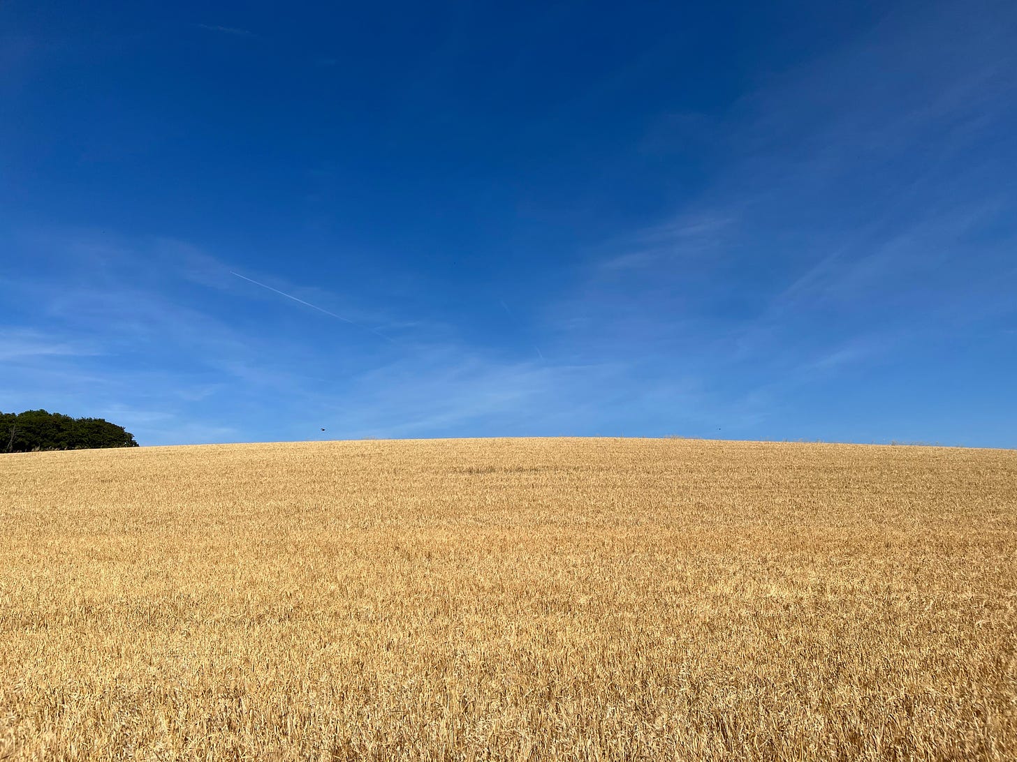 summer wheat and blue sky — looks like a flag?