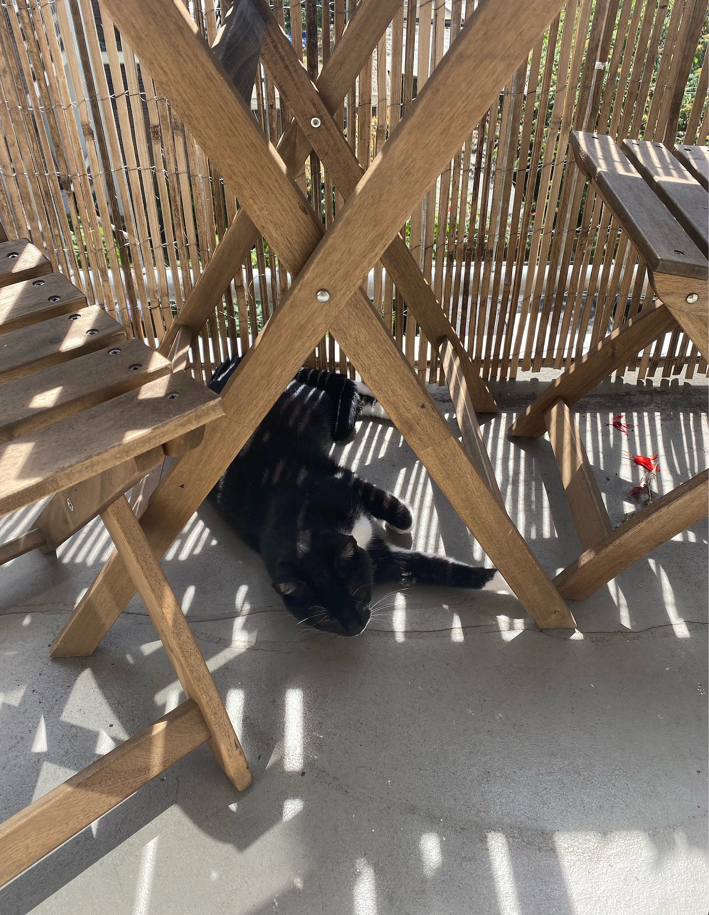 Foto van een zwart-witte kat die op een balkon ligt. Hij ligt onder een tafel en in de schaduw van een rieten omheining die streepjes creeert.