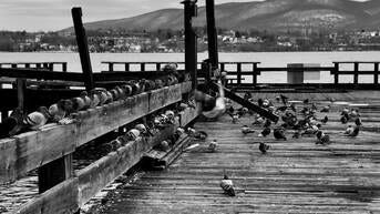 pigeons on Hudson River dock