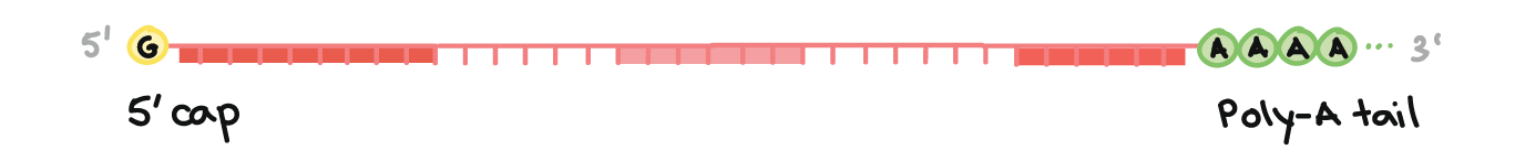 Image of a pre-mRNA with a 5' cap and 3' poly-A tail. The 5' cap is on the 5' end of the pre-mRNA and is a modified G nucleotide. The poly-A tail is on the 3' end of the pre-mRNA and consists of a long string of A nucleotides (only a few of which are shown).