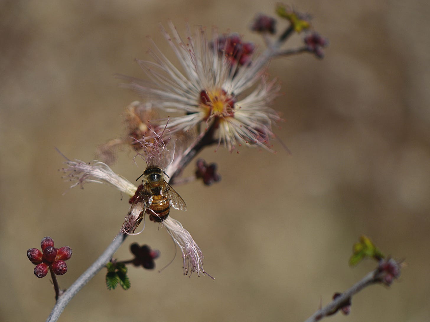 bee on wild calliandra eriophylla