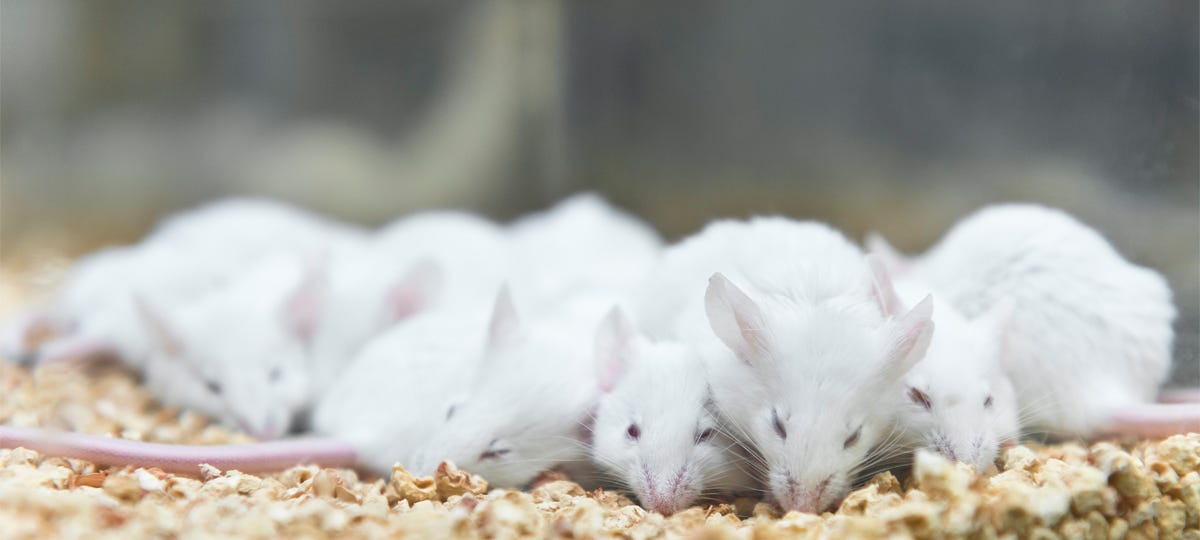 Between 3Rs: Refining the Housing Experience for Lab Mice | Charles River
