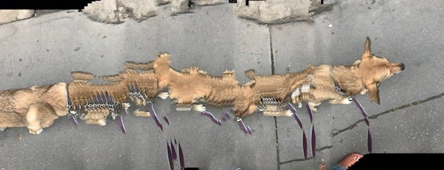 elongated or deconstructed picture of caramel-colored dog with long triangle ears, taken from above in panorama mode so it looks like she is really long and chopped up