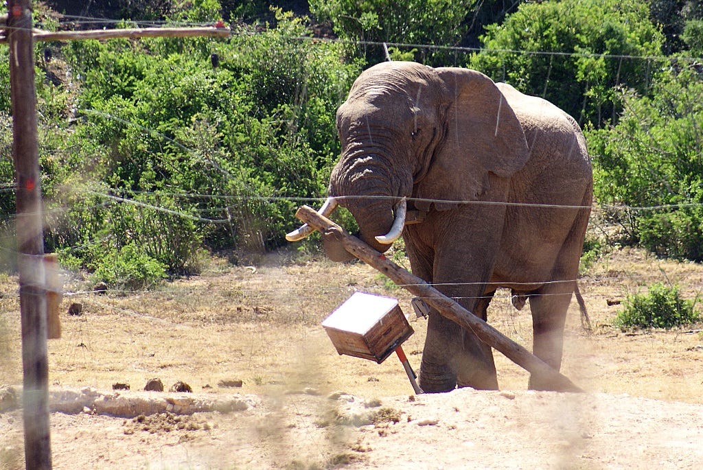 Elephant wielding a wooden pole