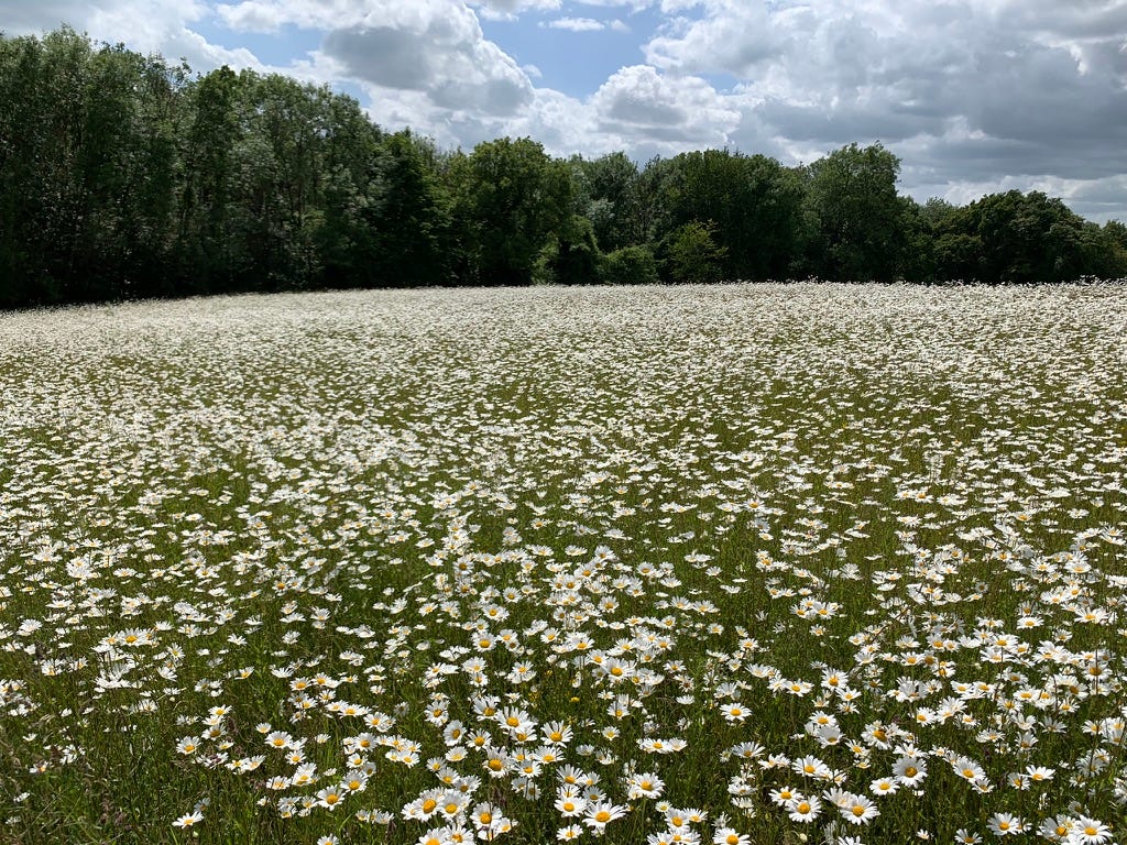 Photo by Author — daisies in a field