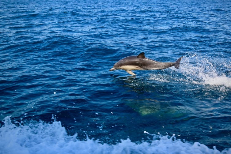 dolphin jumps out of waves