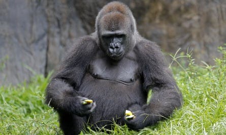 Tumani, a 13-year old critically endangered western lowland gorilla in New Orleans Monday.