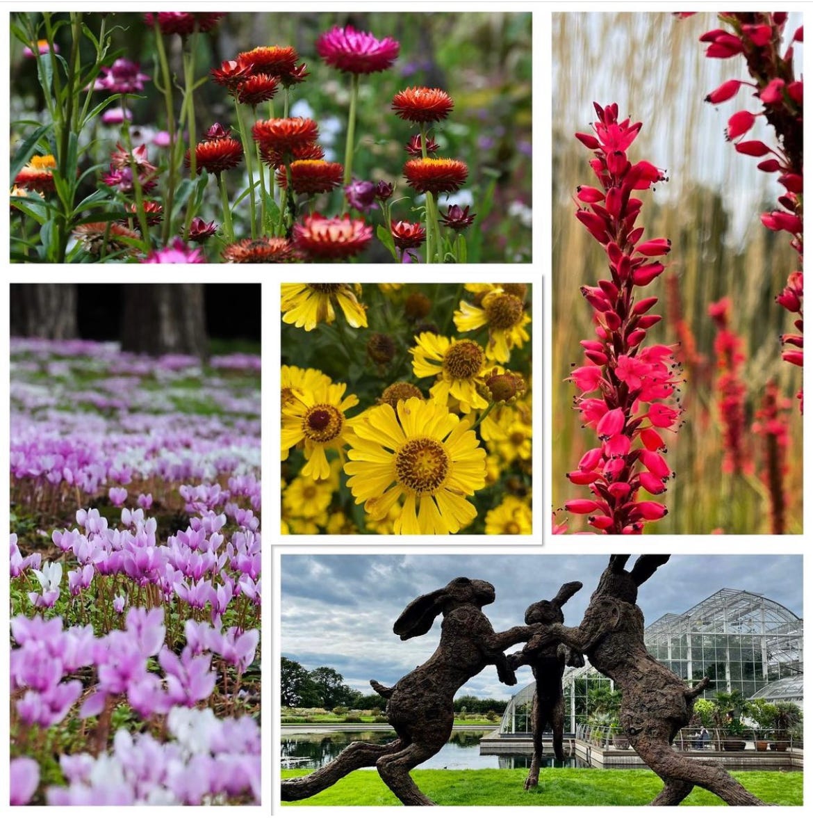 September colours from RHS Wisley