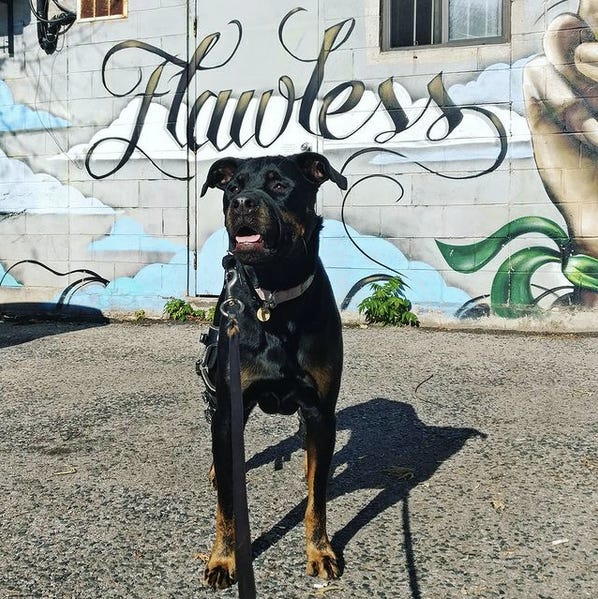 A rottweiler in leg braces standing in front of a mural that says "flawless"