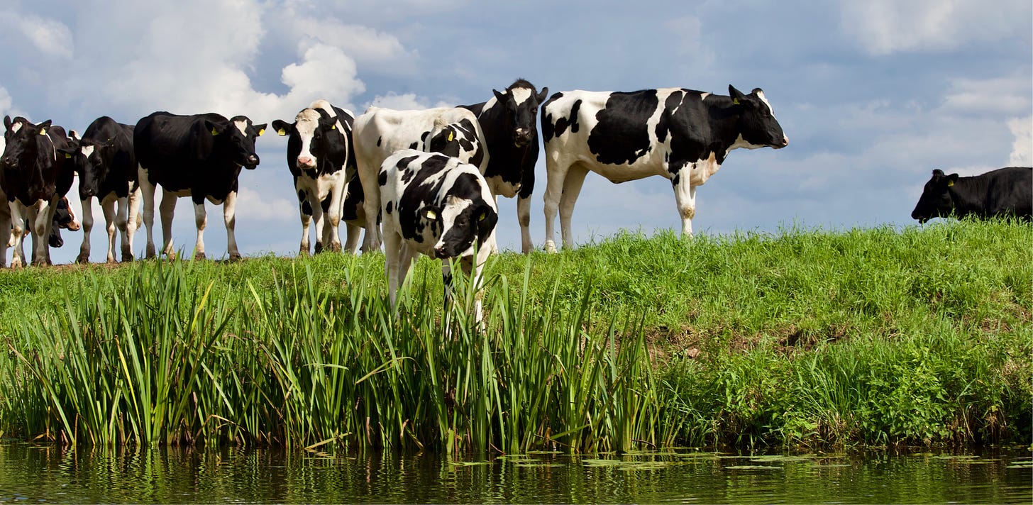 Cows in a field in the Netherlands. Methane, climate change